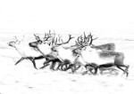 Reinsdyr