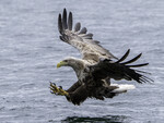 Ingen nåde, kjære fisk