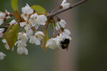 Humle sanker nektar og pollen