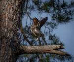 Spurveugle take-off