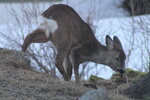 Rådyr leter etter noe å spise