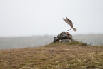 Småspove inn for landing