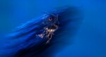 Blue Ghost