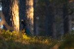 Morgonstemning i skogen