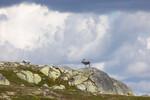 Reinsdyrbukk i landskap