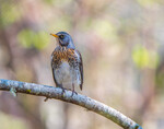 Turdus Pilarus Gråtrost