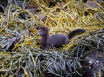 Mink