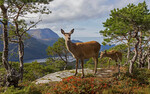 Kolle og kalv i landskap
