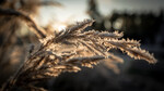 Rimfrost
