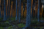 Snart kveld i furuskogen