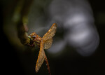 Libelle