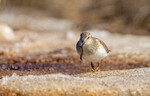 Temmincksnipe med storfangst