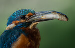 Isfugl close-up