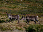 Reinsdyr på Slettefjell