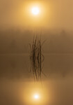 Morgendis