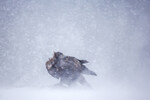 Kong Vinter