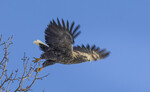 Takeoff i morgensol