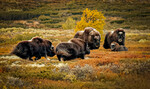 Moskus familie
