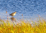 Snipe