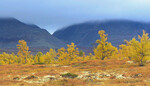 Høst