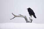 Ravn i Vinterlandskap