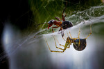 The dark side of the web