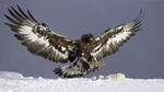 Inn for landing