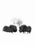 Moskus i s/h