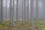 Tåke I furuskogen