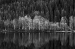 Kontraster i blandingsskog