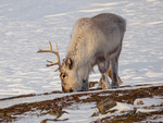 Reinsdyr ved Longyearbyen