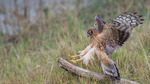 Landing