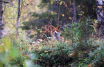 Overraskende møte i høstskog