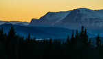 Skogshorn og - skog