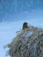 Gulspurv i snøvær