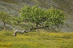 Høyfjellsbonsai
