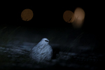 Svalbard rype 