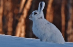 Hare i kveldslyset. 