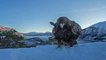Kongeørn i fjordlandskap
