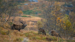Kronhjort med kolle og kalv i brunsttid 