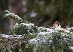 Første snøfall for gråsisiken