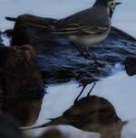 Linderle med speilbilde 