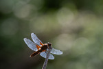Blåbredlibelle