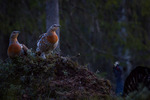 Dronningene på haugen