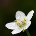 Jåblom - detaljer.