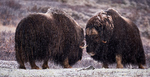 Moskuser i Dovrefjell