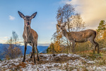 Med tunga på tørk - kolle og kalv