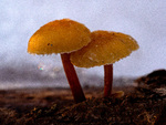 Vintersopp