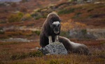 Kongen på haugen