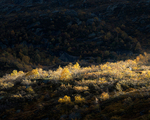 Høst i Sirdal